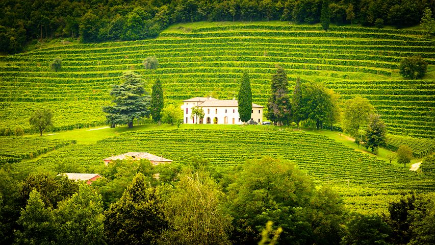 Achat et vente de vignoble